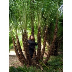 Reclinata Palm 18' Overall Height